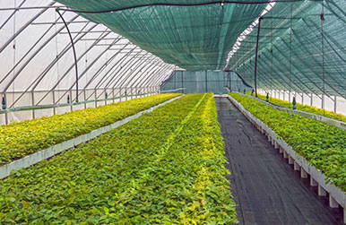 service enf_cons_agri